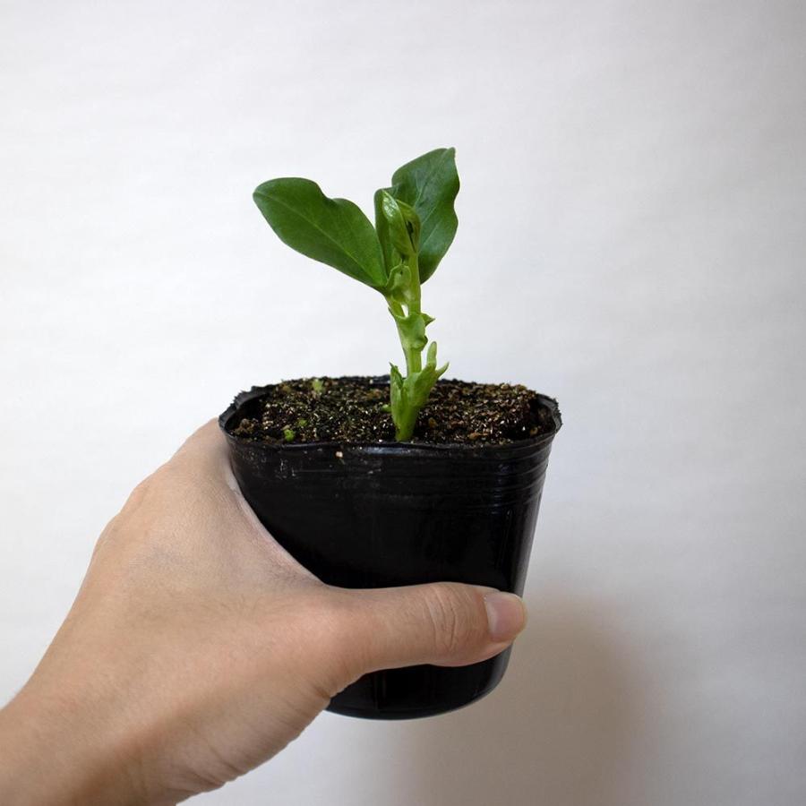 送料無料 すずなりそら豆 野菜苗 9cmポット 6個セット そら豆苗 そら豆の苗 ソラマメ苗 ソラマメの苗 空豆苗 そらまめ苗 ベランダ プランター コンテナ 鉢 1 Itanse 1458 Shopooo By Gmo 通販 Yahoo ショッピング