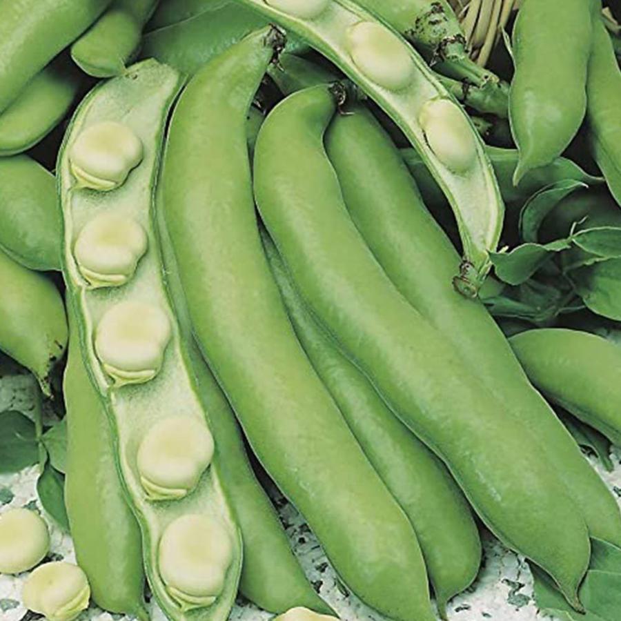 送料無料 サラダそら豆 野菜苗 9cmポット 3個セット そら豆苗 そら豆の苗 ソラマメ苗 ソラマメの苗 空豆苗 そらまめ苗 ベランダ プランター コンテナ 鉢植 1 Itanse 1459 Shopooo By Gmo 通販 Yahoo ショッピング