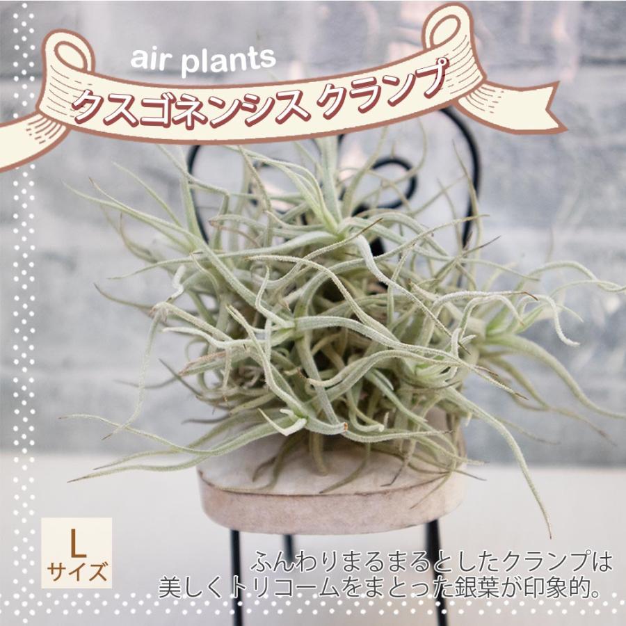 送料無料 クスゴネンシス クランプ Lサイズ 1個 エアープランツ エアプランツ チランジア ティランジア 観葉植物 おしゃれ 吊り下げ インテリア 壁掛け 1 Itanse 1461 Shopooo By Gmo 通販 Yahoo ショッピング
