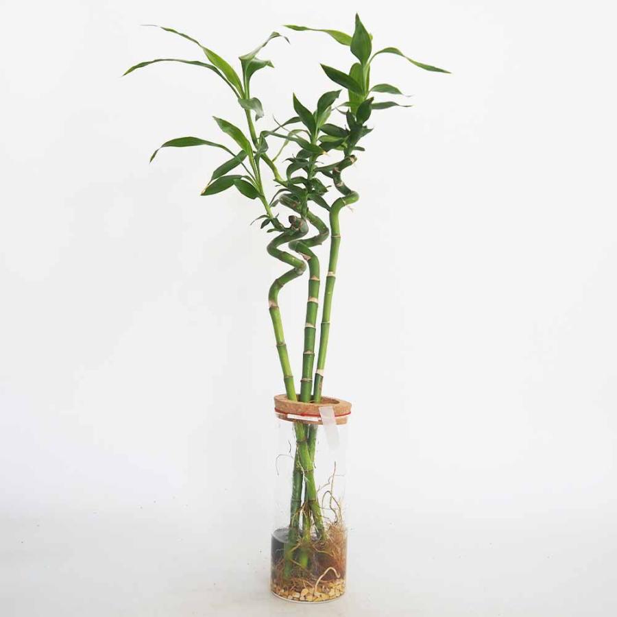 ハイドロカルチャー ミリオンバンブー 【観葉植物 ／1個売り