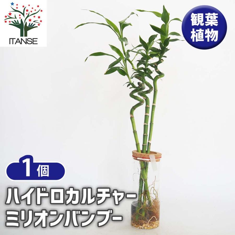 ハイドロカルチャー ミリオンバンブー 【観葉植物 ／1個売り