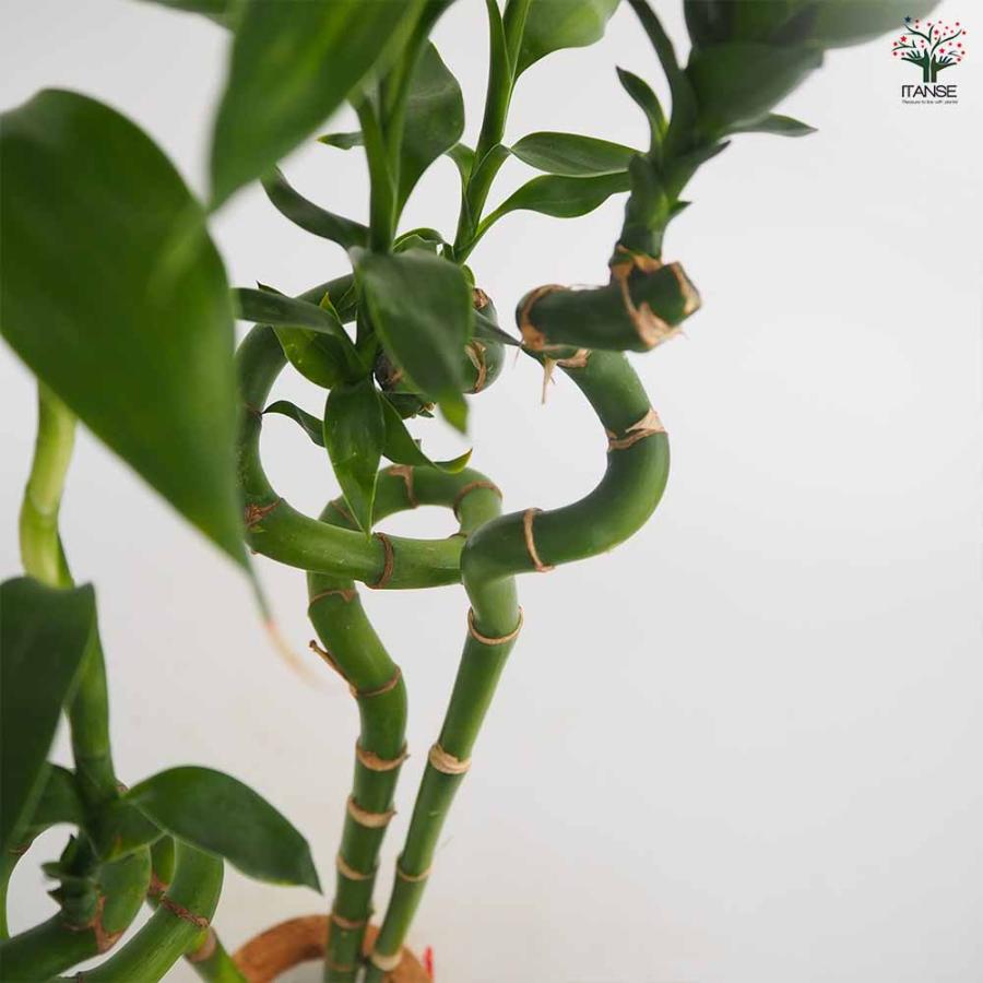 ハイドロカルチャー ミリオンバンブー 【観葉植物 ／1個売り