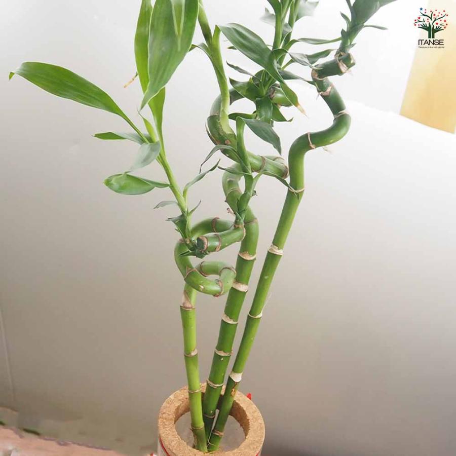 ハイドロカルチャー ミリオンバンブー 【観葉植物 ／1個売り