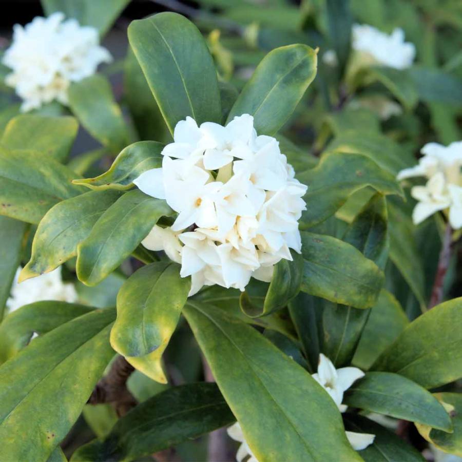 沈丁花 (ジンチョウゲ) 白花 【花木苗 6号／1個売り】 : shopooo by