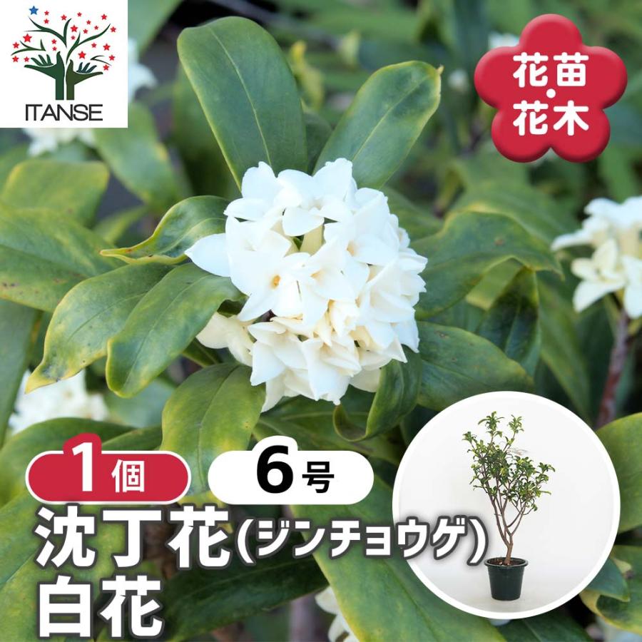 沈丁花 (ジンチョウゲ) 白花 【花木苗 6号／1個売り】 : shopooo by