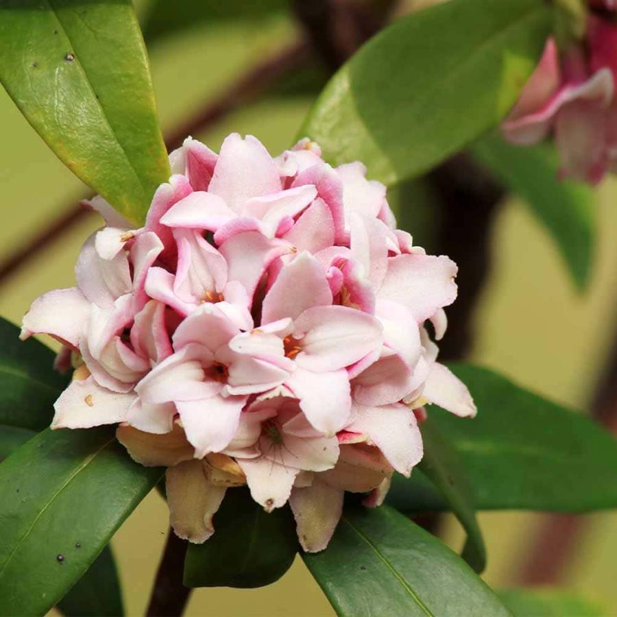 沈丁花 (ジンチョウゲ) 赤花 【花木苗 4号／1個売り】 : shopooo by