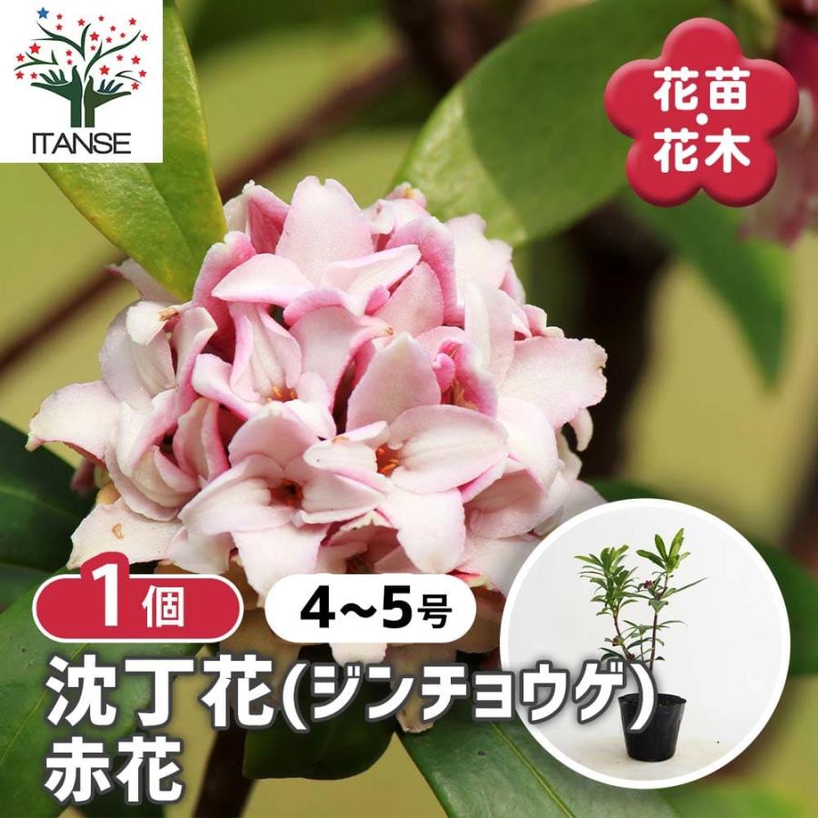 沈丁花　赤１００センチ 沈丁花 (ジンチョウゲ) 赤花 【花木苗 4号／1個売り】 : shopooo by