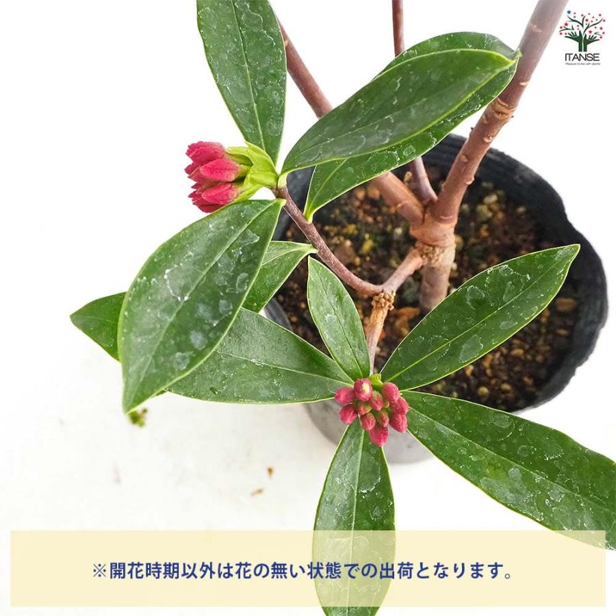 沈丁花 (ジンチョウゲ) 赤花 【花木苗 4号／1個売り】 : shopooo by