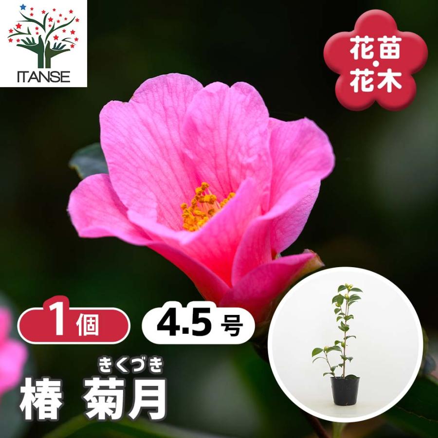 椿(ツバキ)の苗木 菊月 【花木苗 4.5号／1個売り】 : shopooo by GMO