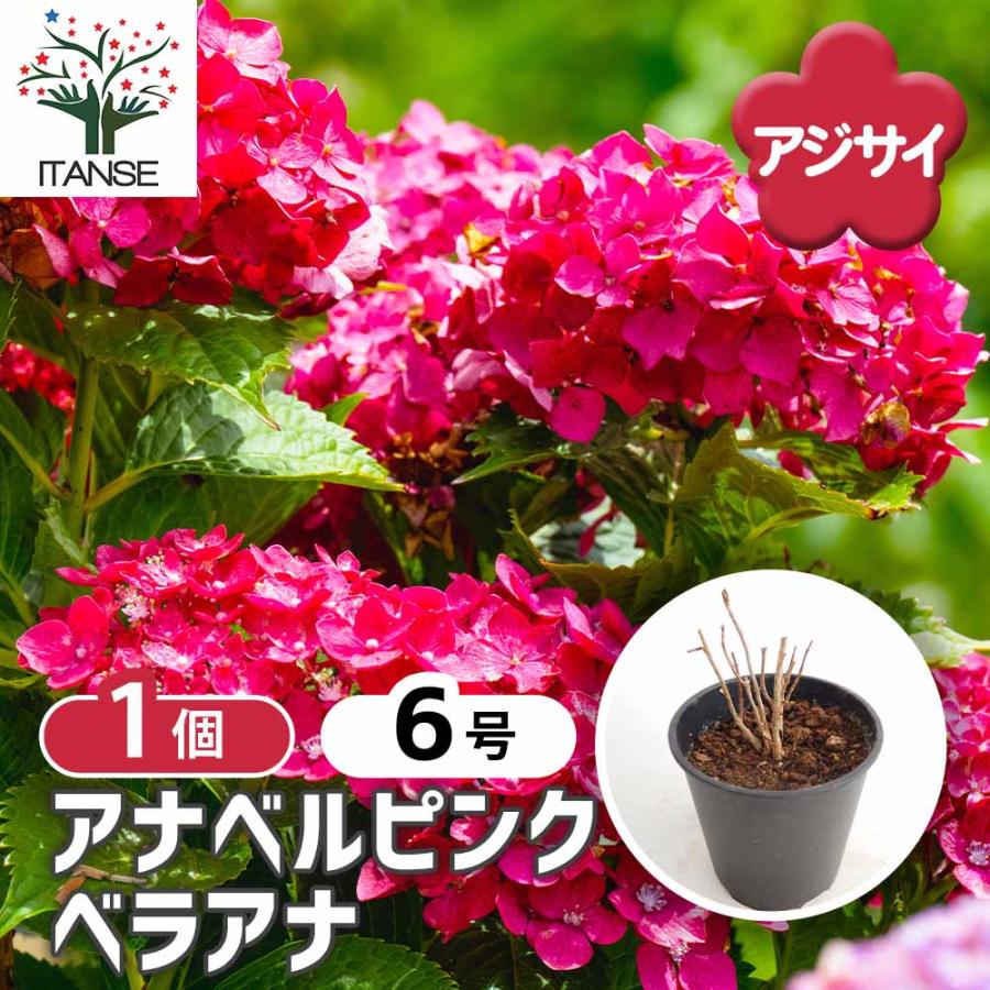 アジサイ ピンクアナベル ベラアナ 【花木苗 6号／1個売り】 : shopooo