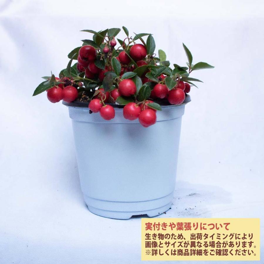 送料無料 ゴーチェリア チェッカーベリー ビックベリー 花木苗 12cmポット 1個 ベリー苗 ベリーの苗 ゴーチェリア苗 チェッカーベリーの苗 ビックベリー苗 1 Itanse 1475 Shopooo By Gmo 通販 Yahoo ショッピング