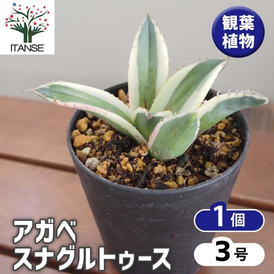 観葉植物 アガベ スナグルトゥース