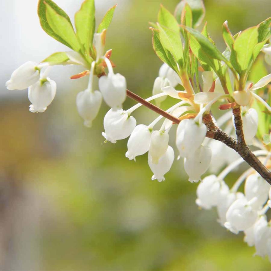 ドウダンツツジ 白花 【花木苗 5号／1個売り】 : shopooo by GMO