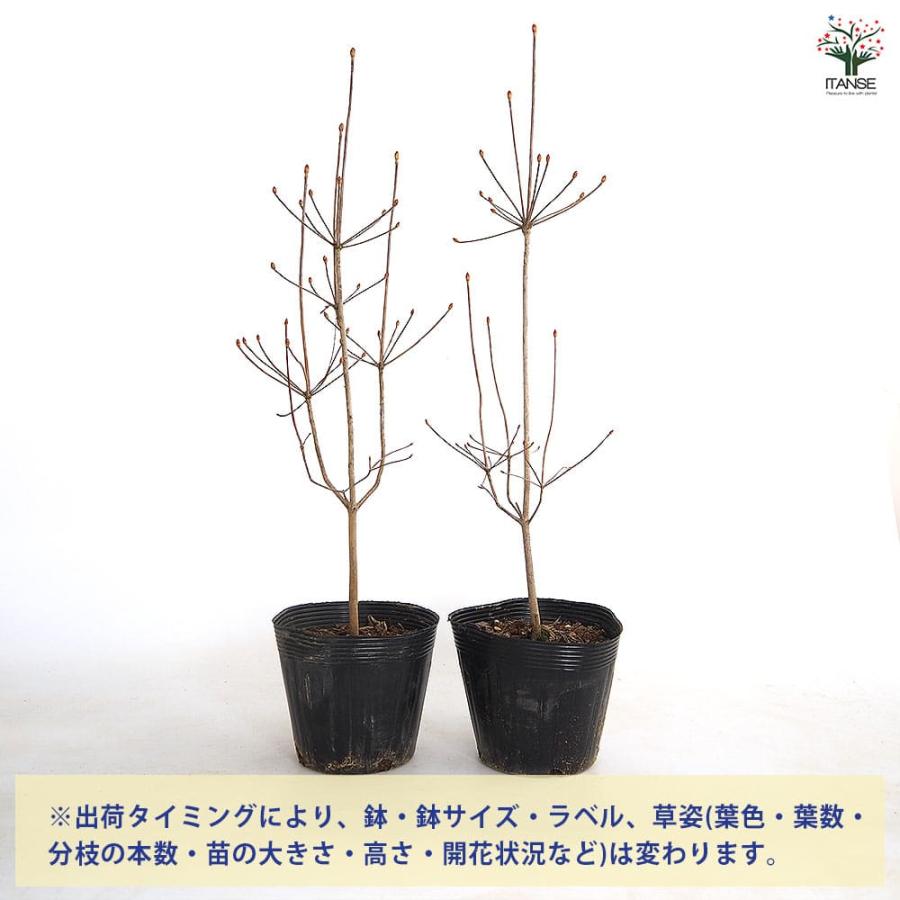 ドウダンツツジ 白花 【花木苗 5号／1個売り】 : shopooo by GMO