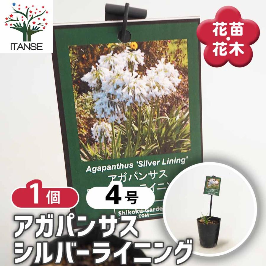 アガパンサス シルバーライニング 【花苗 4号／1個売り】 : shopooo by