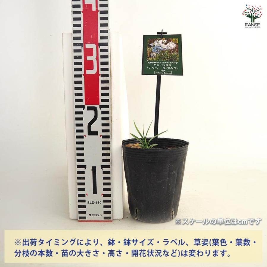 アガパンサス シルバーライニング 【花苗 4号／1個売り】 : shopooo by