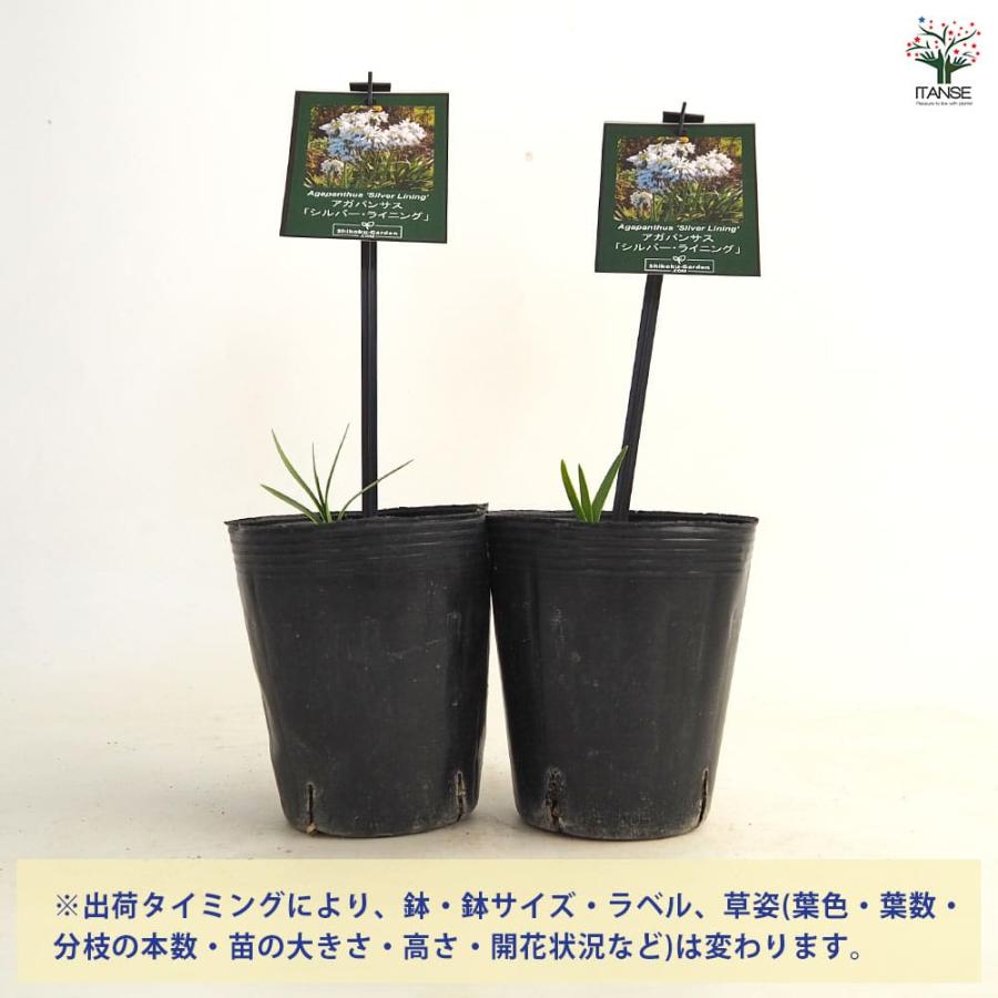 アガパンサス シルバーライニング 【花苗 4号／1個売り】 : shopooo by
