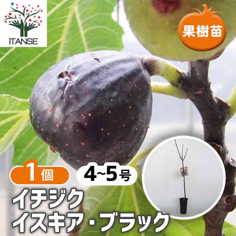 ✨イチジク 苗木 Black Tripe✨ ✨イチジク 苗木 Black Tripe