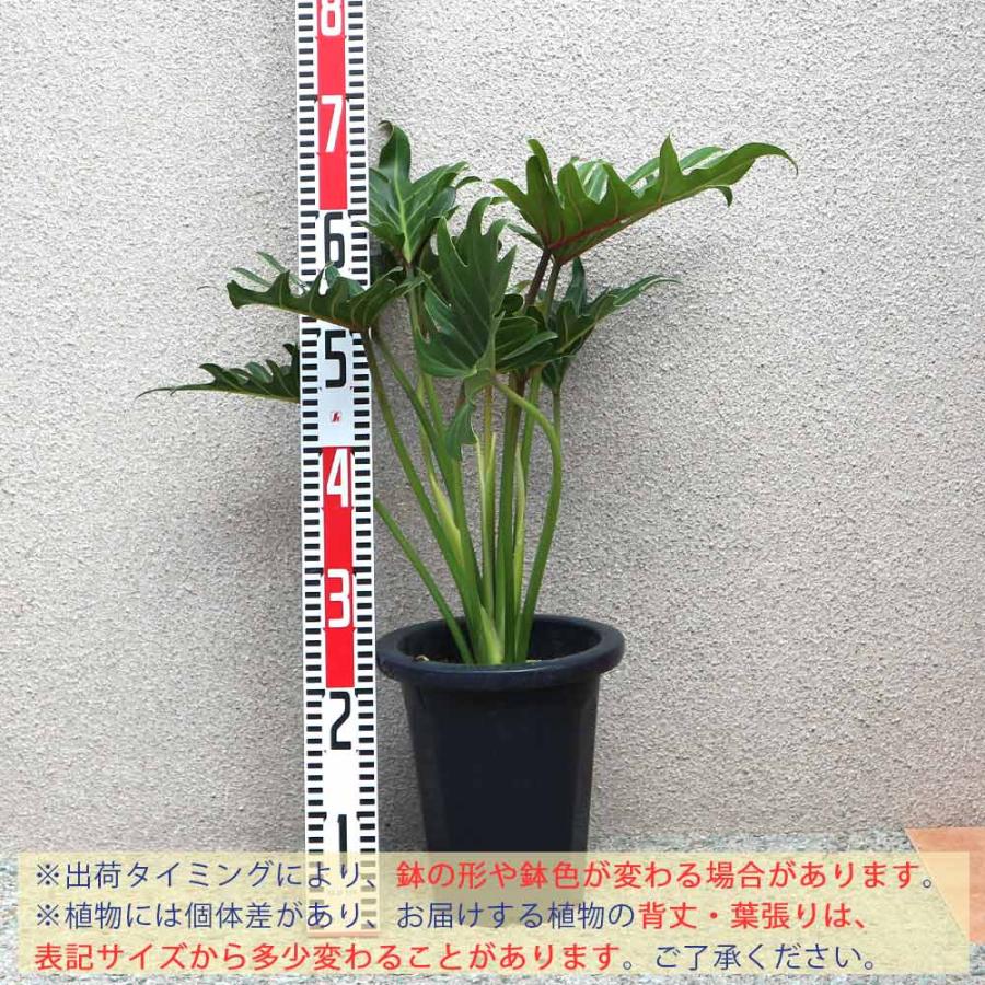 クッカバラ プラスチック鉢【大型 観葉植物 7号鉢／1個】 : shopooo by