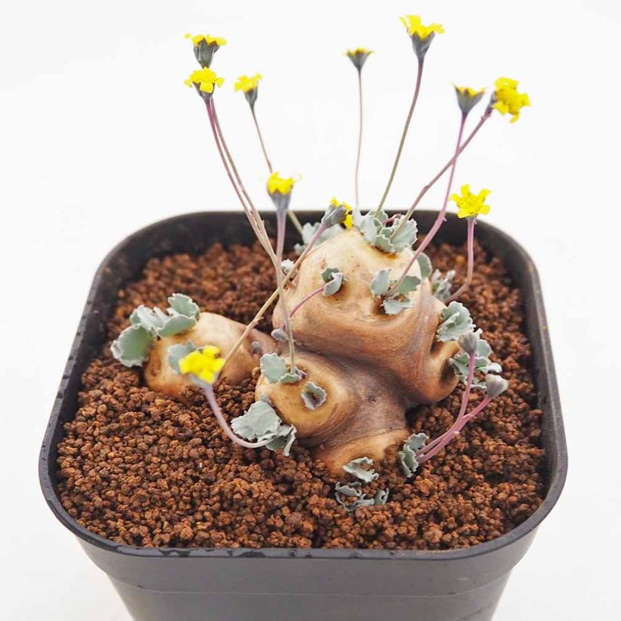オトンナ カカリオイデス 【観葉植物 3.5号／1個売り】 : shopooo by