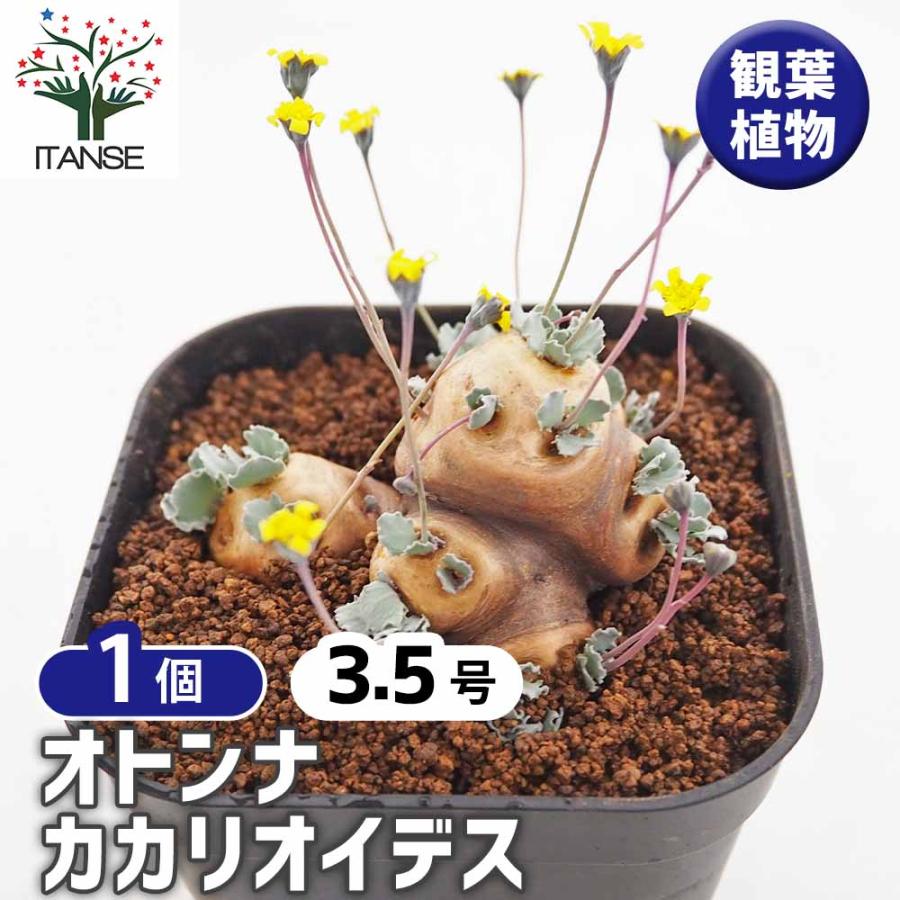 オトンナ カカリオイデス 【観葉植物 3.5号／1個売り】 : shopooo by