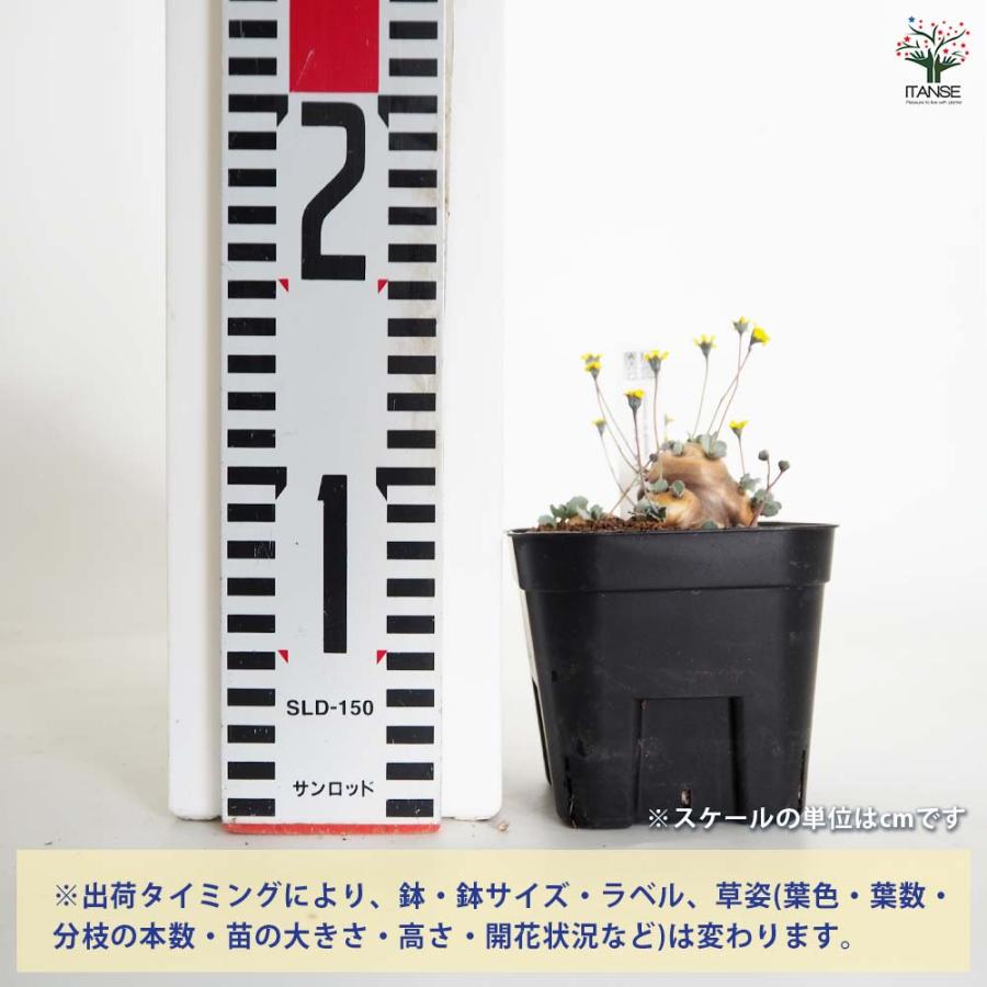 オトンナ カカリオイデス 【観葉植物 3.5号／1個売り】 : shopooo by