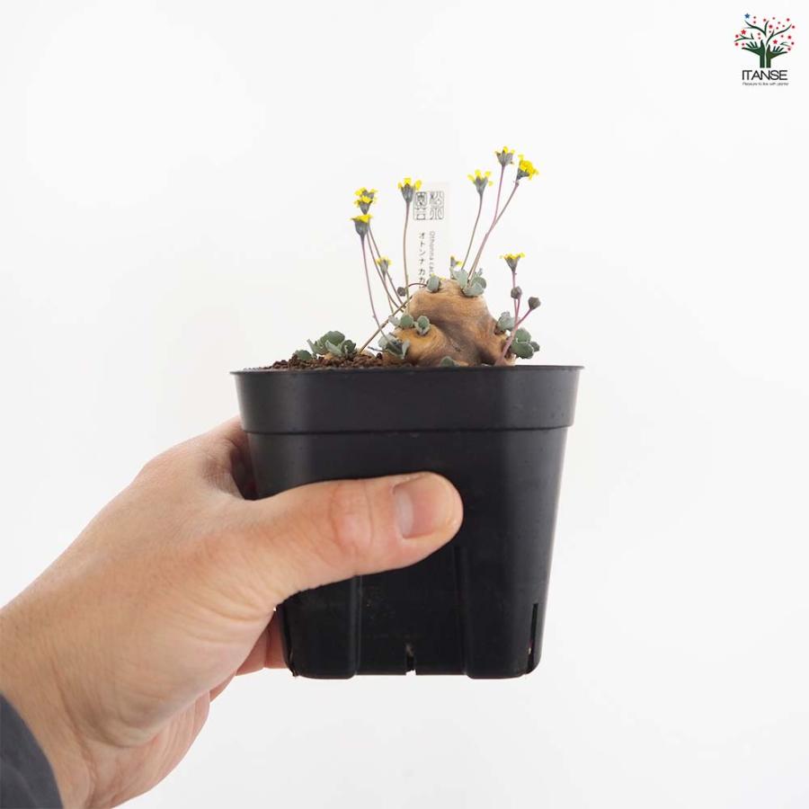 オトンナ カカリオイデス 【観葉植物 3.5号／1個売り】 : shopooo by