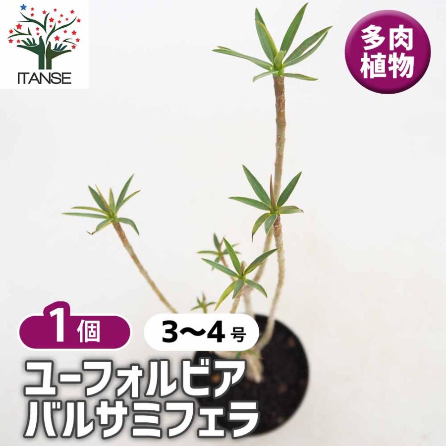 ユーフォルビア バルサミフェラ 【多肉植物 3号／1個売り】 : shopooo