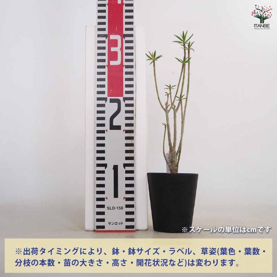 ユーフォルビア バルサミフェラ 【多肉植物 3号／1個売り】 : shopooo
