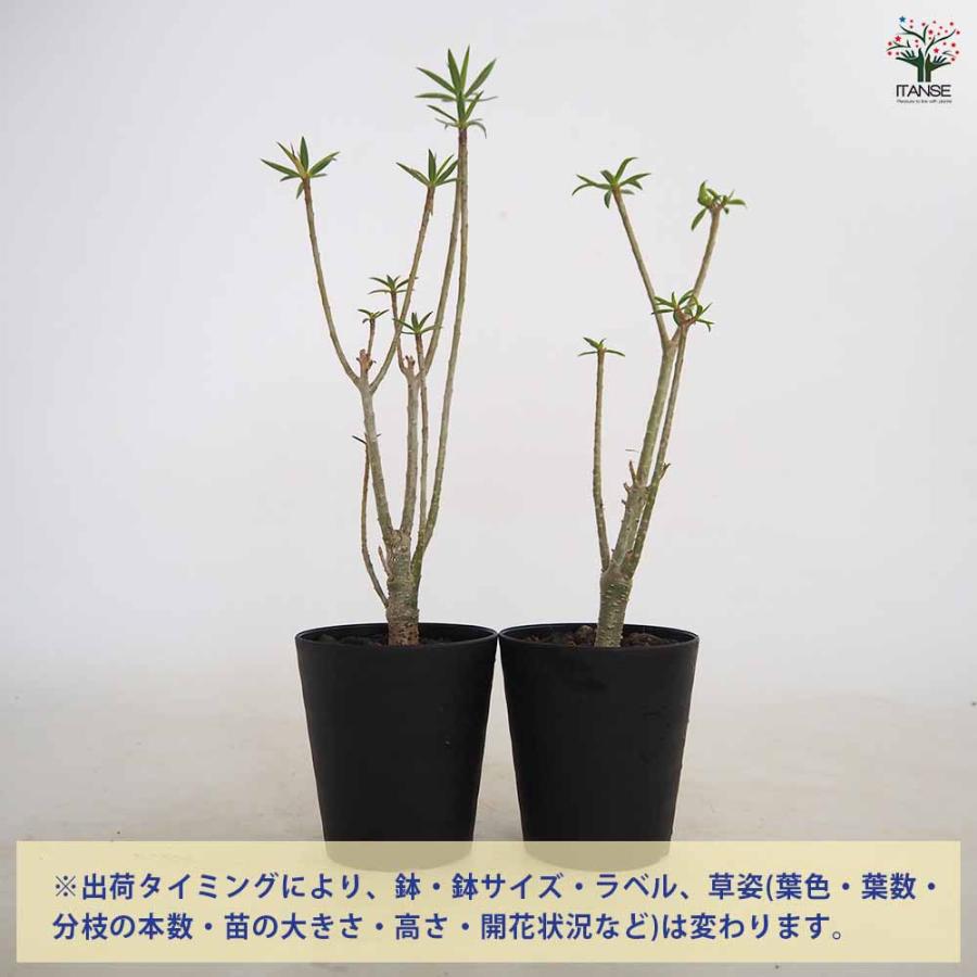 ユーフォルビア バルサミフェラ 【多肉植物 3号／1個売り】 : shopooo
