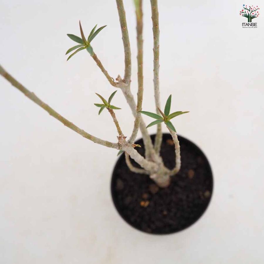 ユーフォルビア バルサミフェラ 【多肉植物 3号／1個売り】 : shopooo