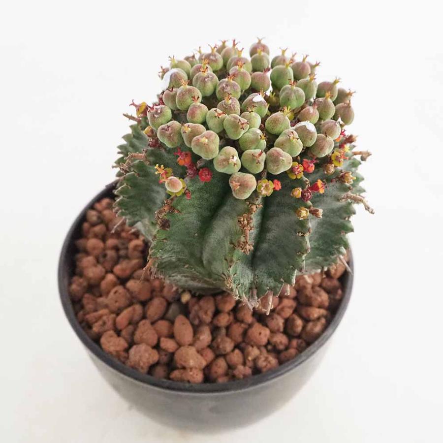 ユーフォルビア ホリダ 【多肉植物 4号／1個売り】 : shopooo by GMO