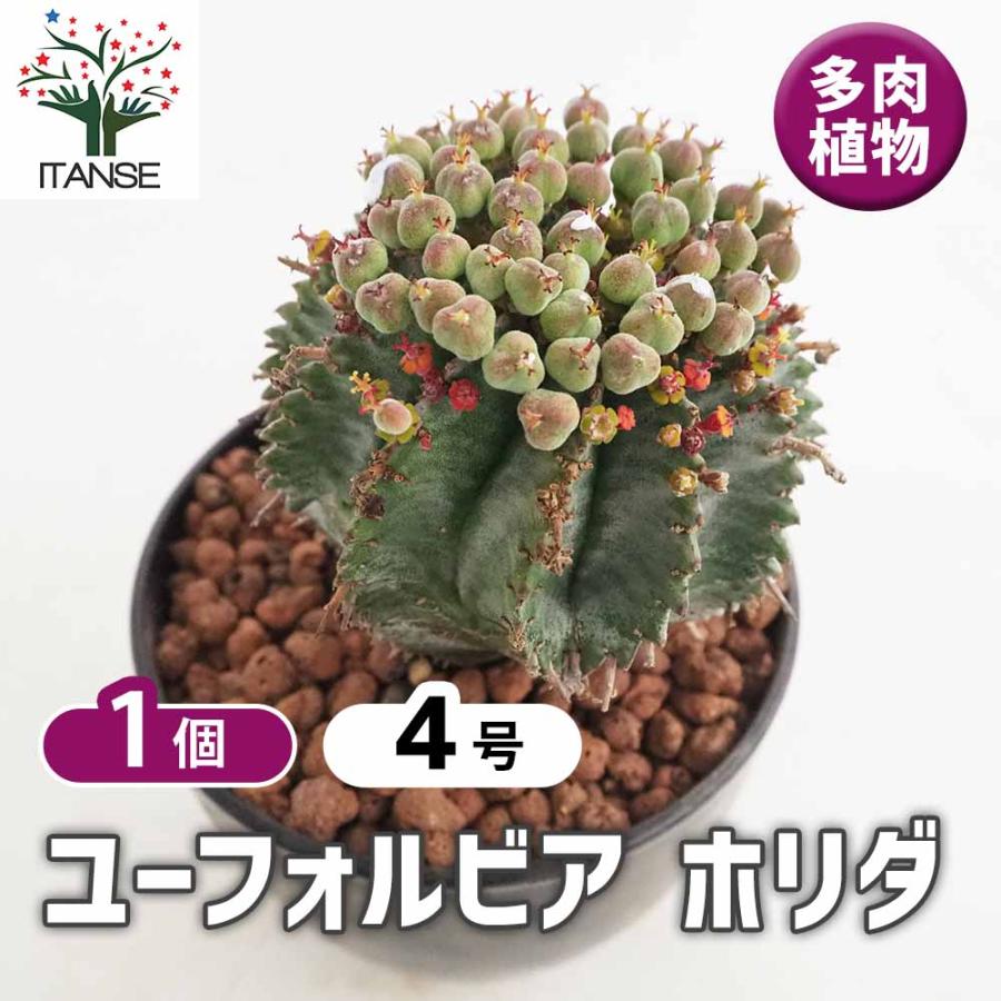 ユーフォルビア ホリダ 【多肉植物 4号／1個売り】 : shopooo by GMO