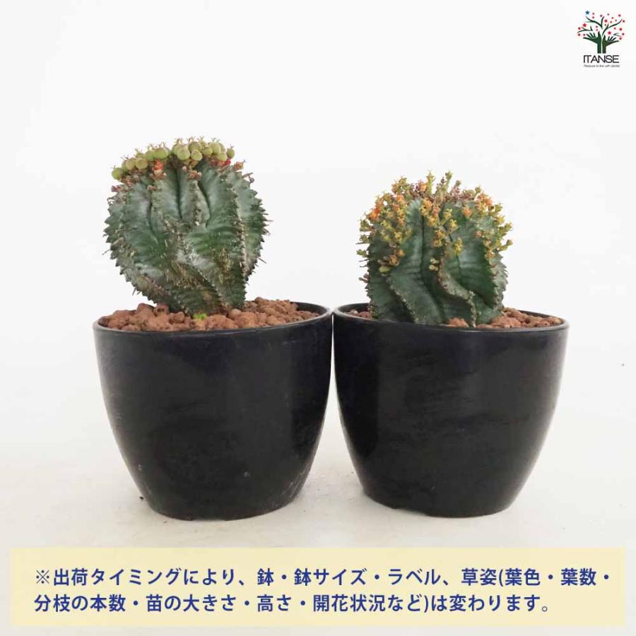 ユーフォルビア ホリダ 【多肉植物 4号／1個売り】 : shopooo by GMO