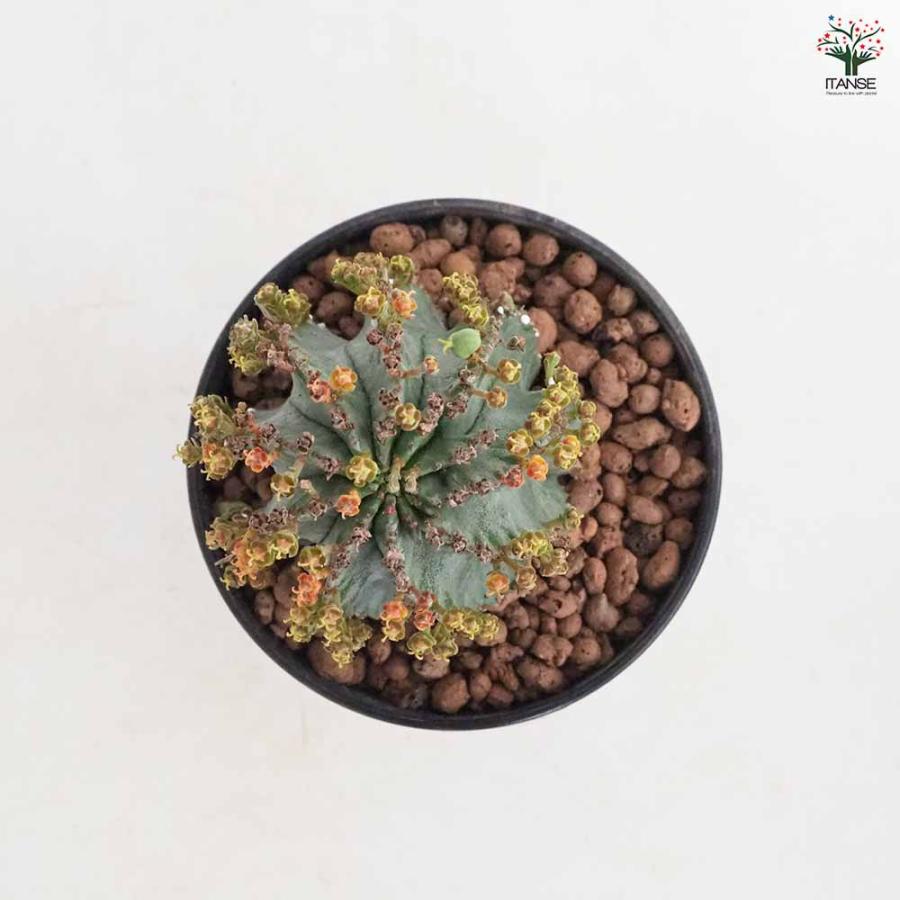 ユーフォルビア ホリダ 【多肉植物 4号／1個売り】 : shopooo by GMO