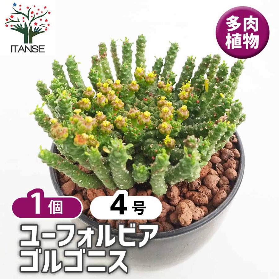 ユーフォルビア ゴルゴニス 【多肉植物 4号／1個売り】 : shopooo by