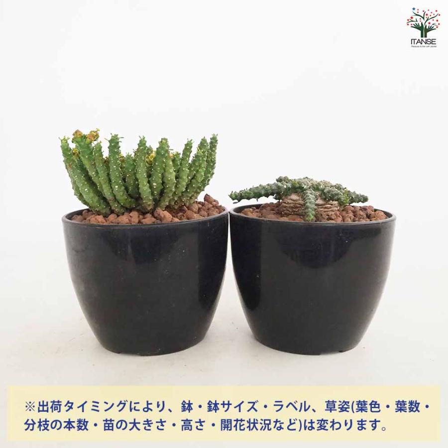 ユーフォルビア ゴルゴニス 【多肉植物 4号／1個売り】 : shopooo by