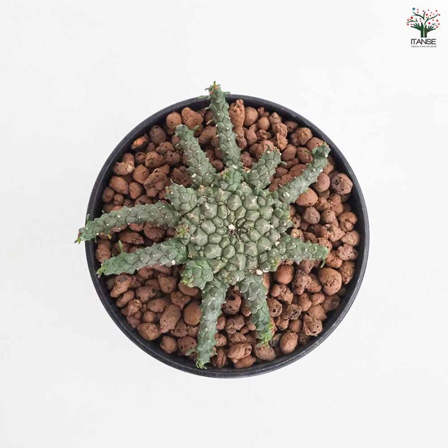 ユーフォルビア ゴルゴニス 【多肉植物 4号／1個売り】 : shopooo by