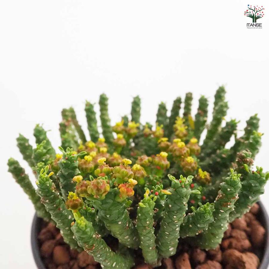 ユーフォルビア ゴルゴニス 【多肉植物 4号／1個売り】 : shopooo by