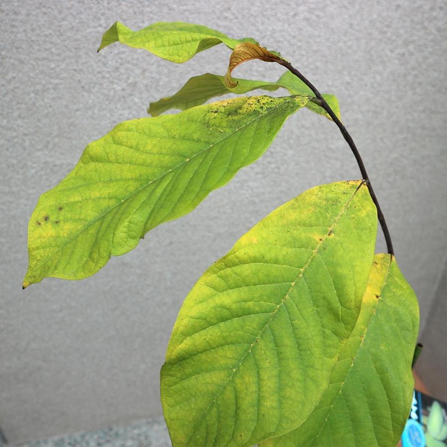 新作からsaleアイテム等お得な商品満載 ポポーの苗 タイラーポポーの木 ピーターソン 果樹苗 希少品種 マンゴー バナナ アップル プリン 甘い アケビガキ ポポーノキ 温帯樹木 珍味 果樹の苗木 Fucoa Cl