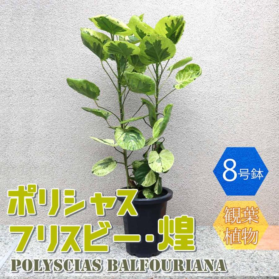 送料無料 観葉植物 ポリシャス フリスビー 煌 きらめき 観葉植物 8号プラスチック鉢 大型 1個売り 観葉植物 リビング オフィス 事務所 インテリア 大型 1 Itanse 1514 Shopooo By Gmo 通販 Yahoo ショッピング