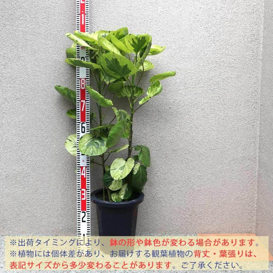 送料無料 観葉植物 ポリシャス フリスビー 煌 きらめき 観葉植物 8号プラスチック鉢 大型 1個売り 観葉植物 リビング オフィス 事務所 インテリア 大型 1 Itanse 1514 Shopooo By Gmo 通販 Yahoo ショッピング