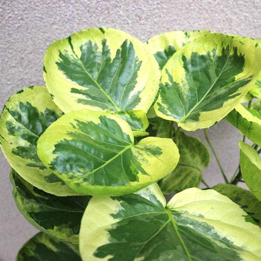 送料無料 観葉植物 ポリシャス フリスビー 煌 きらめき 観葉植物 8号プラスチック鉢 大型 1個売り 観葉植物 リビング オフィス 事務所 インテリア 大型 1 Itanse 1514 Shopooo By Gmo 通販 Yahoo ショッピング