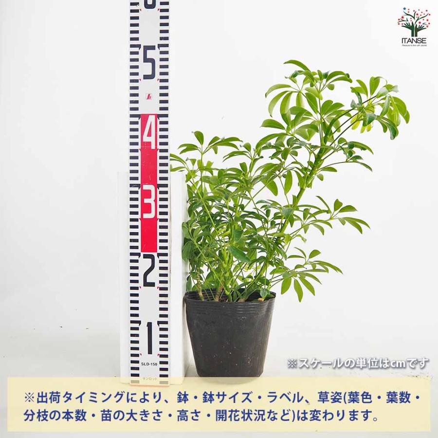 シェフレラ コンパクタ 【観葉植物 5号／1個売り】 : shopooo by GMO