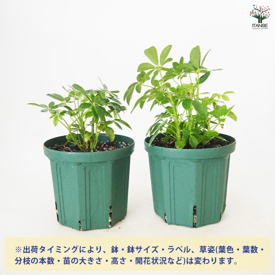 シェフレラ コンパクタ 【観葉植物 5号／1個売り】 : shopooo by GMO