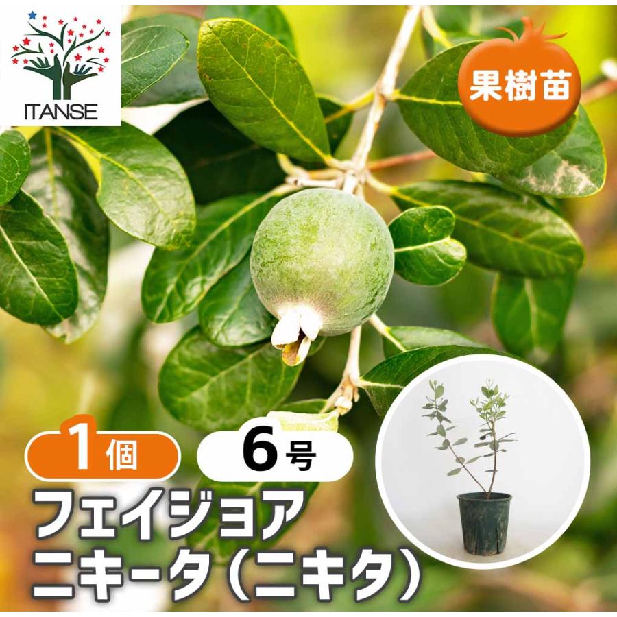 フェイジョア ニキータ(ニキタ) 【果樹の苗木 6号／1個売り