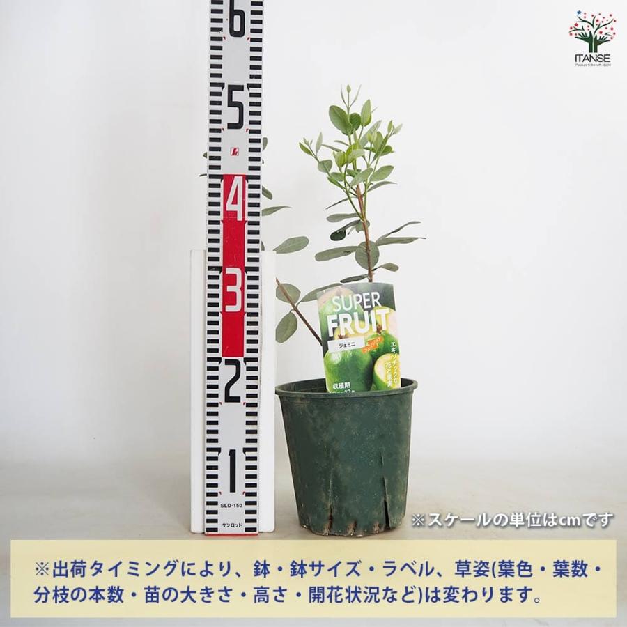 フェイジョア苗 ニキタ　果実付き フェイジョア ニキータ(ニキタ) 【果樹の苗木 6号／1個売り