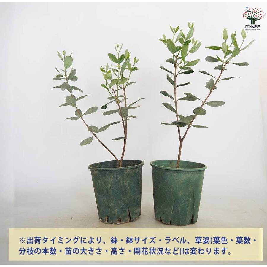 フェイジョア ニキータ(ニキタ) 【果樹の苗木 6号／1個売り