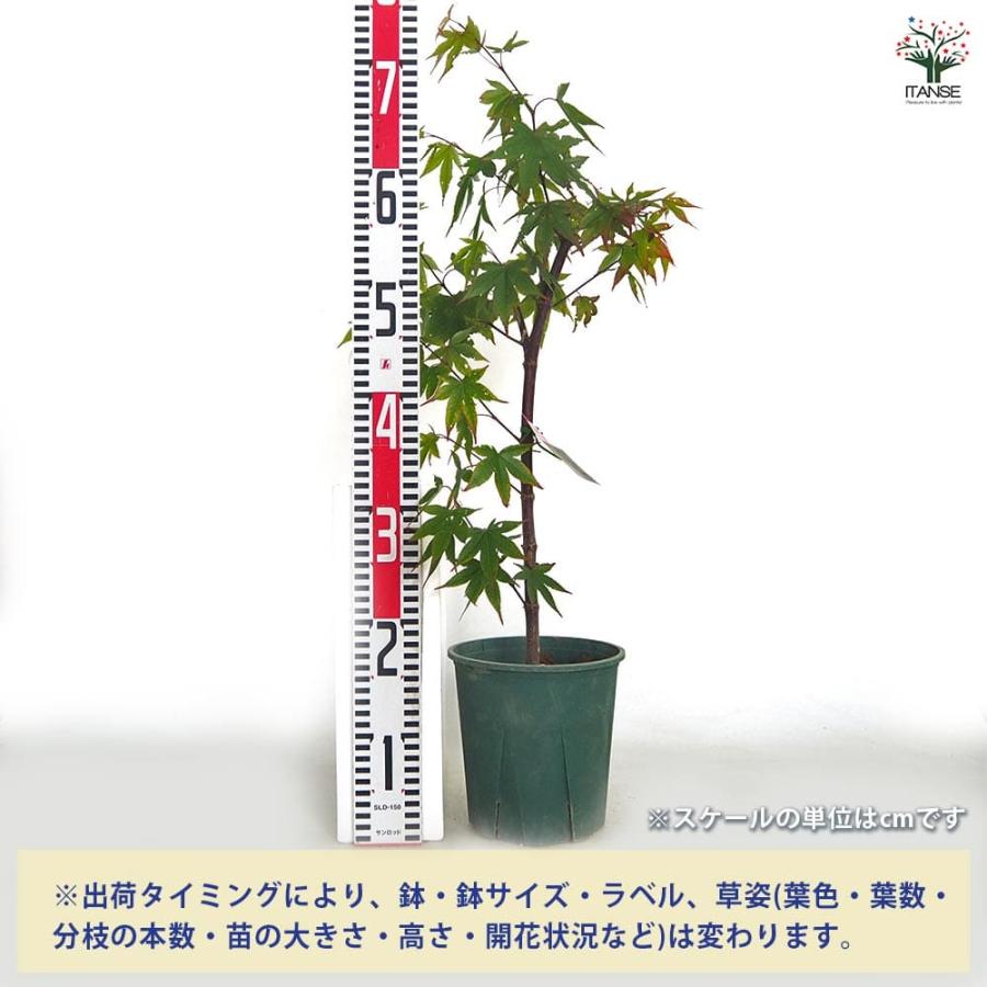 モミジ 天城時雨｜イロハモミジ系 H80cm前後 紅葉 カエデ 鉢植え 苗木 モミジ(カエデ)の苗木 中原 【花木苗 5号／1個売り】 : shopooo by GMO