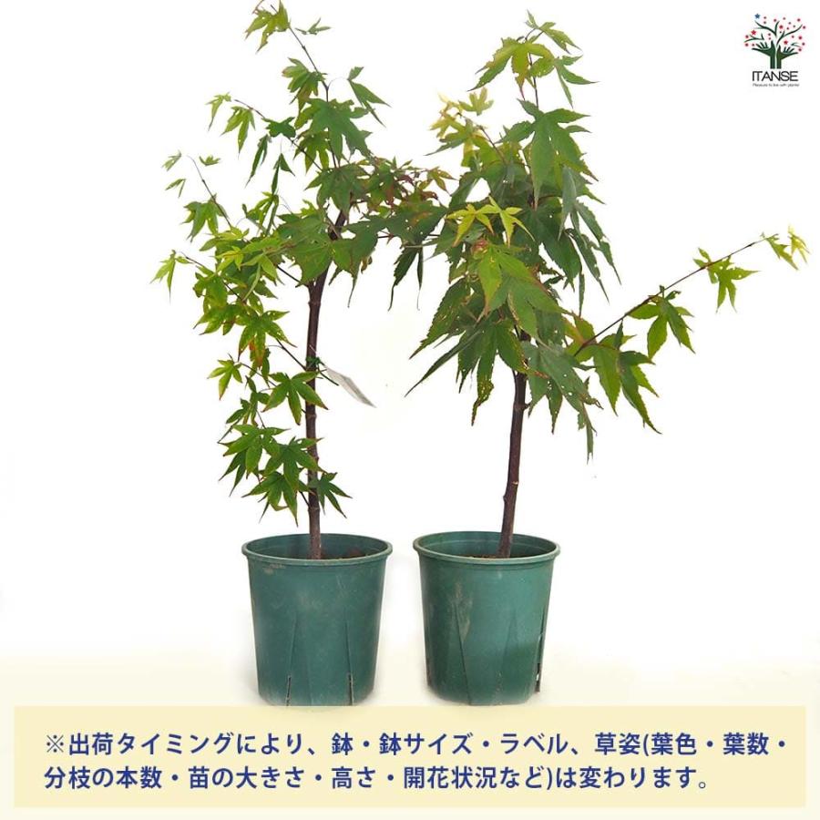 モミジ(カエデ)の苗木 中原 【花木苗 5号／1個売り】 : shopooo by GMO